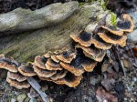 Ansammlung brauner Lamellenpilze an Totholz